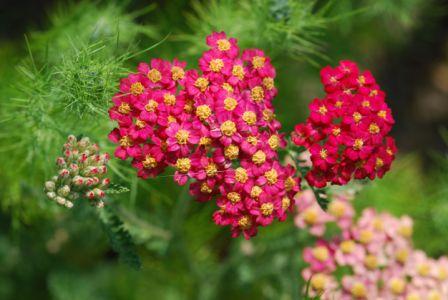 Yarrow, Red Achillea millefolium rubra